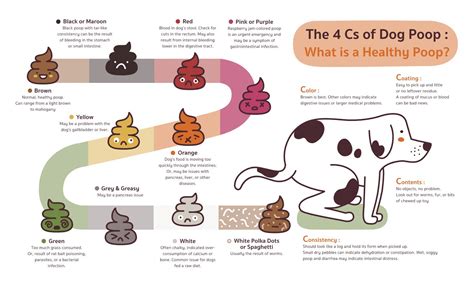 The List Of 10 Different Types Of Dog Poop