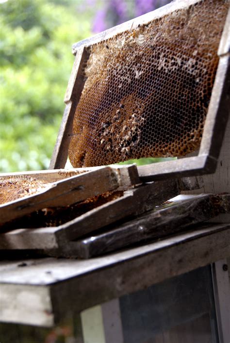 Back to cameron highlands travel tips mainpage; Honey | Shot taken at Bee Farm, Cameron Highlands. Didnt ...