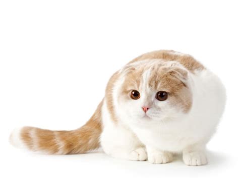 10 Floppy Eared Facts About Scottish Fold Cats Mental Floss