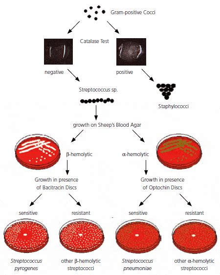 Gram Positive Cocci Of Medical Importance Microbe Online