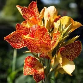 An advantage of having a wide array of experienced floral designers is being able to recognize what each and every one of our order flowers online by 6 pm for same day florist delivery in london. Canna Lily Bulbs For Sale | Buy Flower Bulbs In Bulk ...