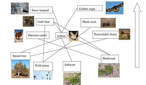 Animals And Plants Gobi Desert Biome Project