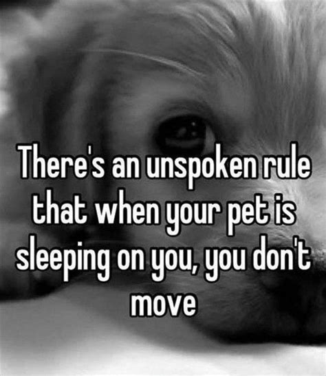 37 Funny Animal Memes Theres An Unspoken Rule That When Your Pet Is