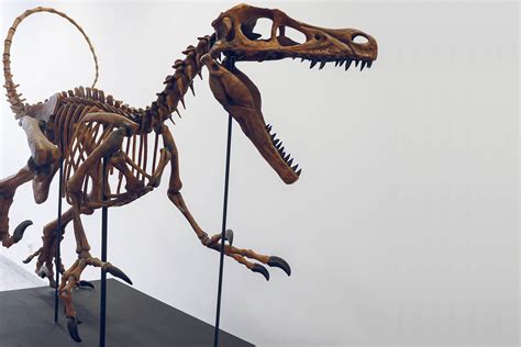 3d Printed Dinosaur For Museum Purposes Voxeljet