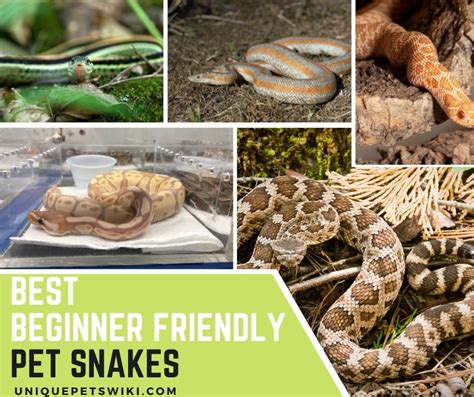 13 Best Beginner Friendly Pet Snakes For Pets