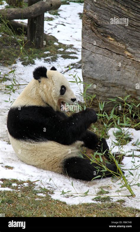 Giant Panda Bear Eating Bamboo Leaf In Vienna Zoo Austria Stock Photo