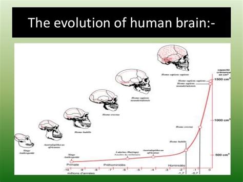 Evolution Of The Human Brain