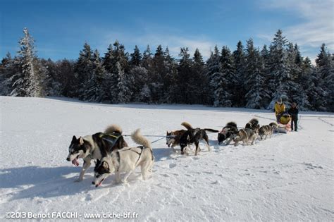 Les chiens d'attelage tirent généralement des traîneaux sur la neige au moyen de harnais et de lignes de trait. Chien De Traineaux Schnepfenried : L Appel Sauvage Activites Avec Chiens De Traineaux Pnrbv ...