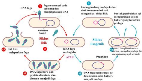 Penjelasan Siklus Lisogenik Pada Reproduksi Virus LABORATORIUM SMK