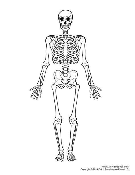 This simple worksheet shows a skeleton with bones unlabeled. Skeletal System Outline Printable Human Skeleton Diagram ...