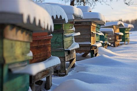 What Do Honeybees Do In The Winter Worldatlas
