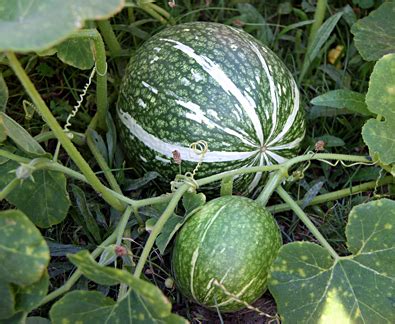 Sustantivo de género exclusivamente masculino, que lleva los artículos el o un en singular, y los o unos en plural. Attached To Gardening: Chilacayote Squash Sprouts