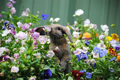 Animals Sniffing Flowers Is The Cutest Thing Ever 20 Pics Bored Panda