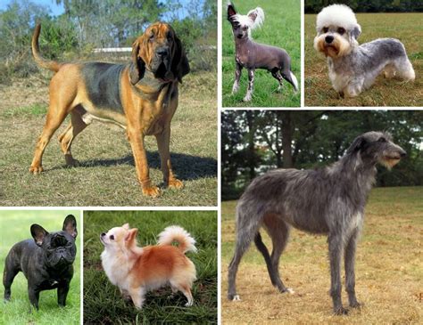 Morphological Variation In The Dog Dog Breeds Display Extremes Of