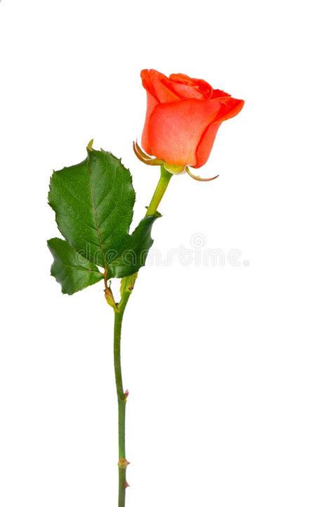 Red Rose Flower With Clipping Path Side View Beautiful Single Red