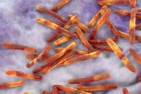 Mycobacterium Bovis Qu Es Caracter Sticas Morfolog A Patogenia