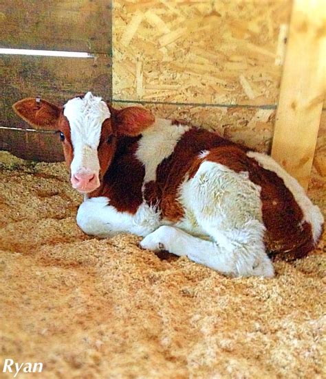 Red And White Holstein Bull Calf Cute Cows Cow Holstein Bull