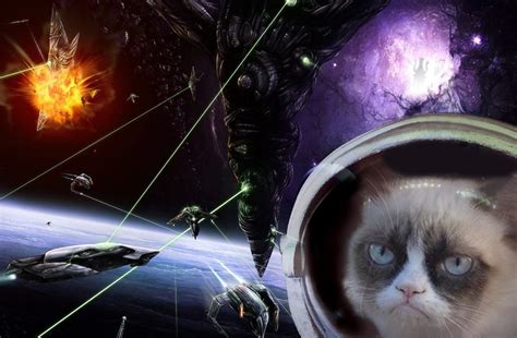 Pin By Joan Sams On Grumpy Cat Space Cat Grumpy Cat Galaxy Cat