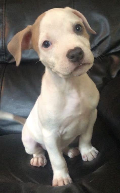 Select from our list of available pit bull puppies for sale today! American Pit Bull Terrier Puppies For Sale | Philadelphia, PA #303720