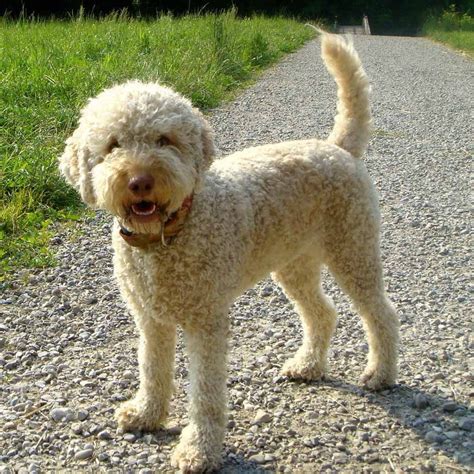Search purebred lagotto romagnolo dogs and puppies for sale. Cute Lagotto Romagnolo Dog