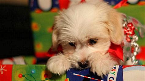 Check spelling or type a new query. Christmas Puppy Surprise Compilation - YouTube