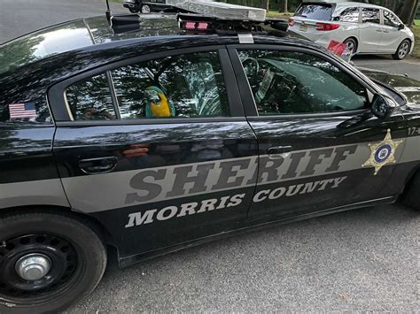 Morris Daily Voice