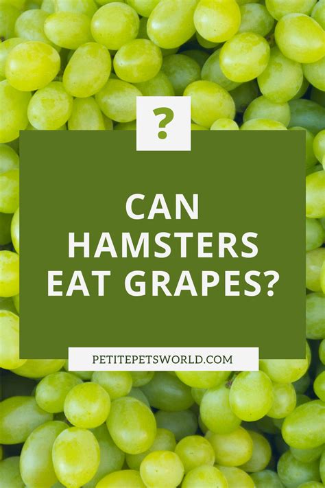 They stuff their cheek pouches with food and scurry off to hide it in their cage. Can hamsters eat grapes? | Hamster eating, Hamster food, Eat