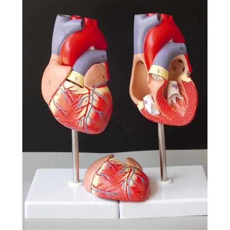 Human Heart Model Anatomical Anatomy Teaching Model Science Teaching