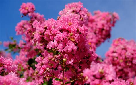 Download Wallpaper 3840x2400 Flowers Branches Pink Bloom Spring 4k