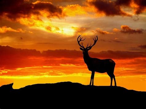 Very Majestic Nature Pictures Stag Wallpaper Sunset Painting