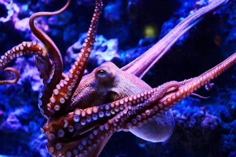 Cute Octopus Wallpapers Top Free Cute Octopus Backgrounds