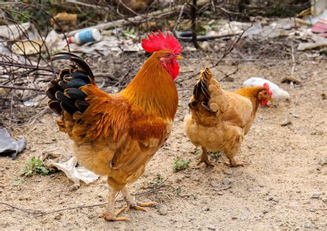 Gambar Burung Paruh Fauna Ayam Jantan Daging Unggas Induk Ayam