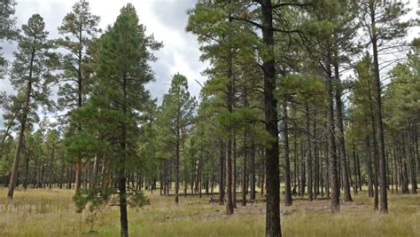 Ponderosa Pine Trees In Coconino National Forest In Northern Arizona