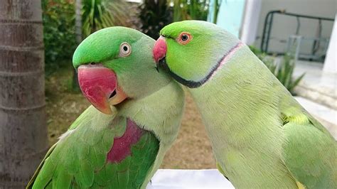 True Love Of Parrots Youtube
