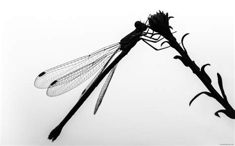 Dragonfly Silhouette Images At Getdrawings Free Download