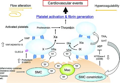 Activation Of Platelets And Coagulation Pathway At Site Of Disrupted Download Scientific