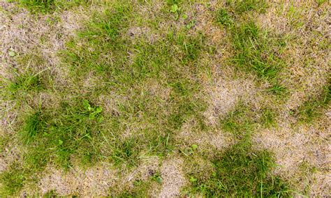 How To Fix Patchy Grass Causes Solutions And Maintenance Tips