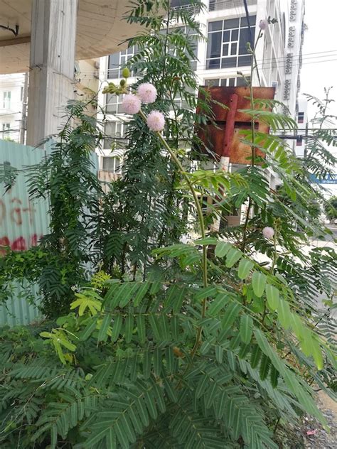 Mimosa Pudica Growing Guide Sensitive Plant Shy Plant