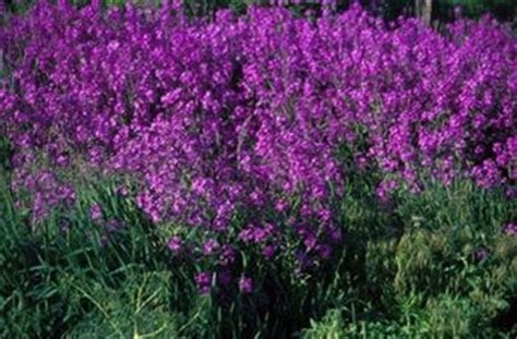 What flowers are native to michigan. Native Michigan Plants | In the Garden | Pinterest ...