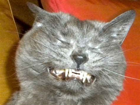 Anorak News Cats Sneezing 10 Photos Of Cats Mid Sneeze