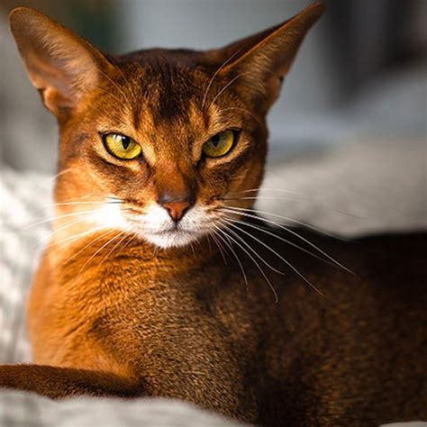 The 11 Most Affectionate Cat Breeds
