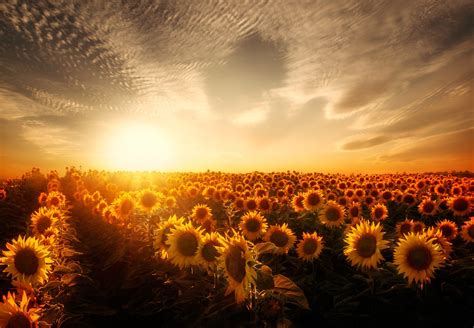 1920x1080 Sunset Sunflowers Wallpaper  334 Kb Nature