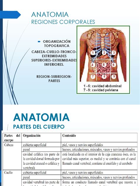 Anatomia Regiones Corporales Términos Anatómicos De Ubicación Pelvis