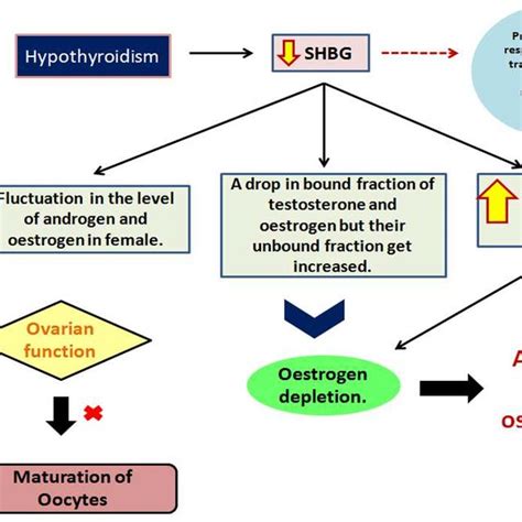 Pdf A Review Mechanistic Insights Into The Effect Of Thyroid