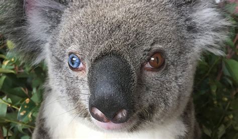 Meet Bowie The Koala With A Special Eye Oddity Australian Geographic