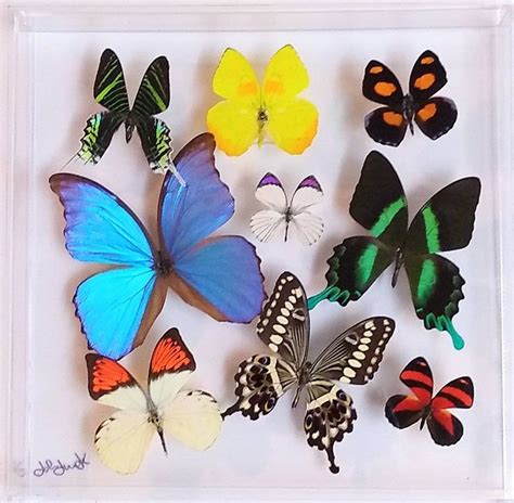 Butterfly Display Framed Butterflies Mounted Butterflies Etsy In 2021