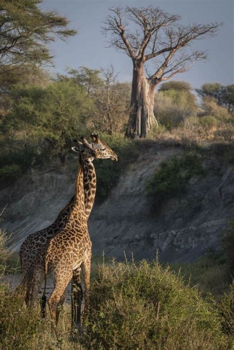 African Safari Animals 34 Photos To Make You Want To Visit Tanzania