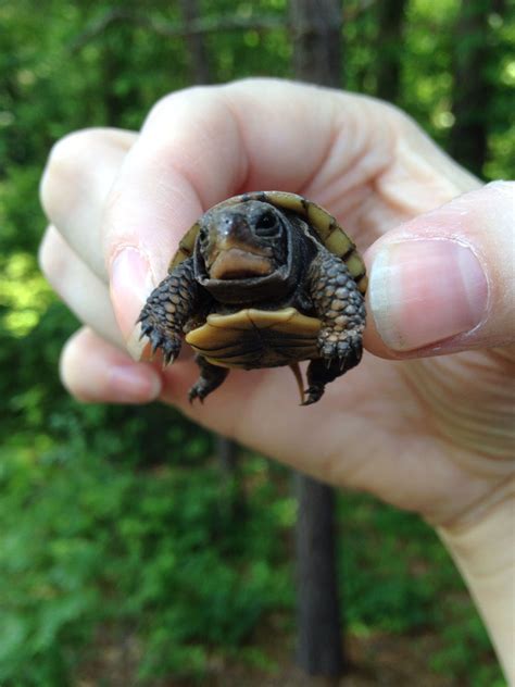 Baby Eastern Box Turtle Care Laureen Gilliland