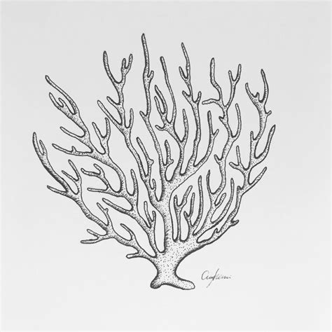 Coral Drawing Minimal Fine Line Ocean Drawing Coral Drawing Ocean