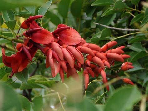 Coral Tree Information Learn About Growing Coral Trees Dummer ゛☀